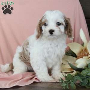 Nellie, Cavapoo Puppy