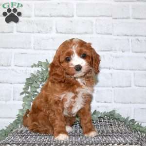 Nellie, Cavapoo Puppy