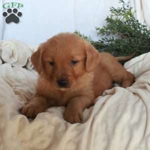 Nellie, Golden Retriever Puppy