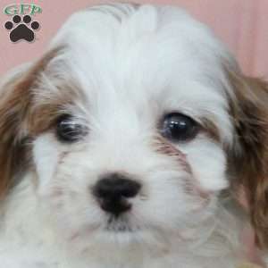 Nellie, Cavapoo Puppy