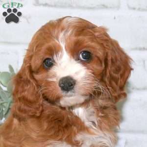 Nellie, Cavapoo Puppy