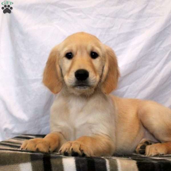 Nellie, Golden Retriever Puppy