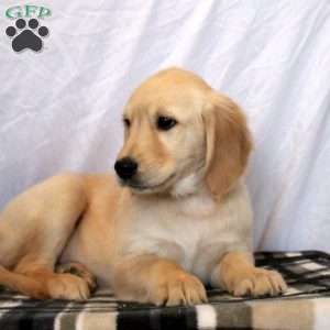 Nellie, Golden Retriever Puppy