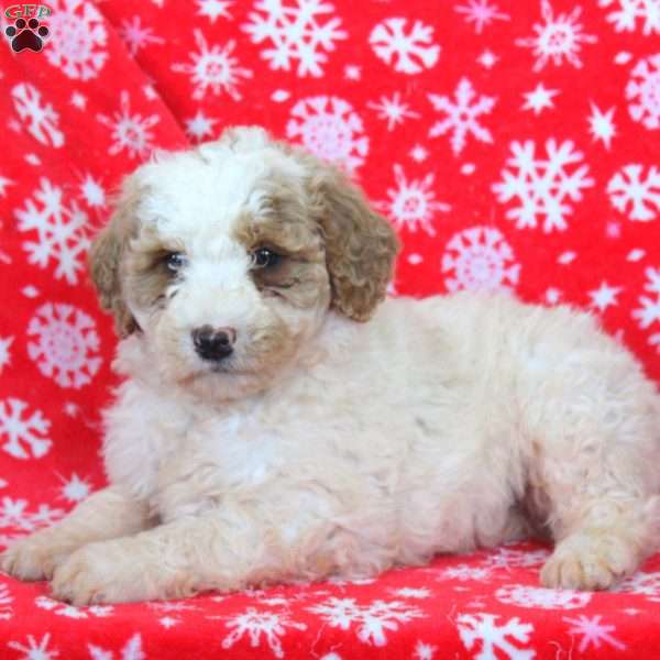 Nick, Goldendoodle Puppy