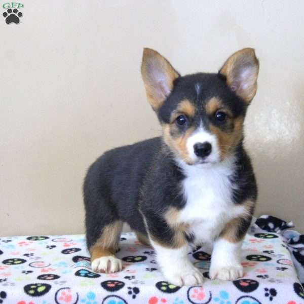 Nick, Pembroke Welsh Corgi Puppy