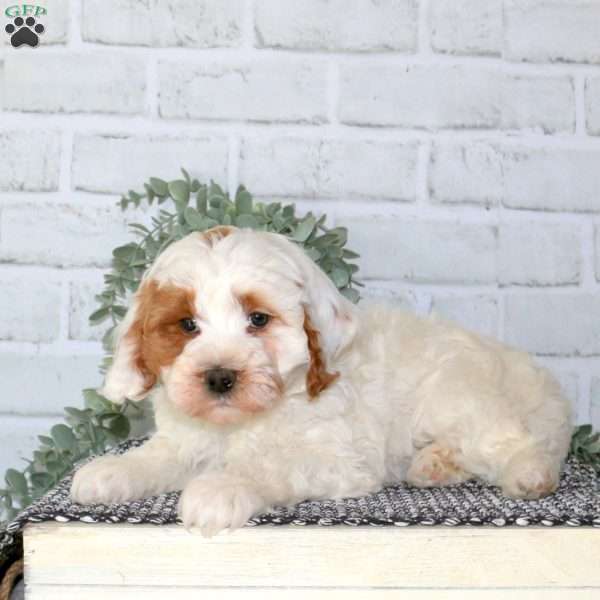 Nick, Cavapoo Puppy