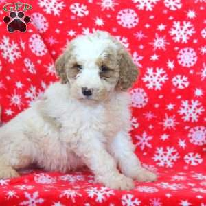 Nick, Goldendoodle Puppy