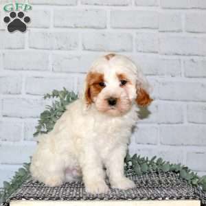 Nick, Cavapoo Puppy