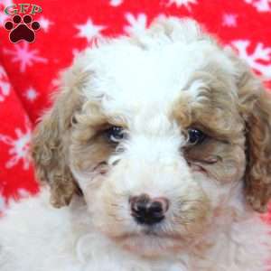 Nick, Goldendoodle Puppy