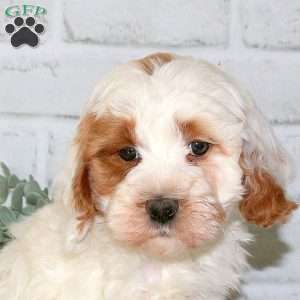 Nick, Cavapoo Puppy