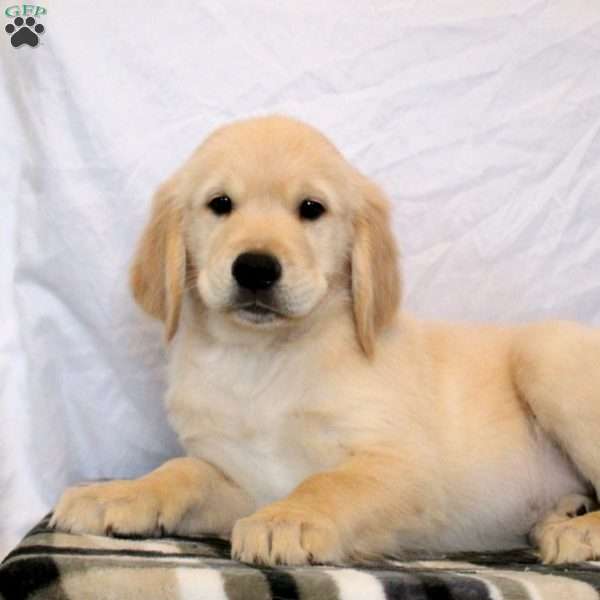 Nick, Golden Retriever Puppy