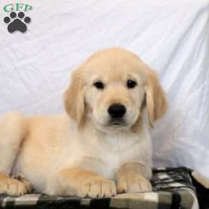 Nick, Golden Retriever Puppy