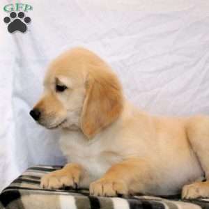 Nick, Golden Retriever Puppy