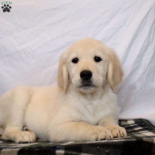 Nicole, Golden Retriever Puppy