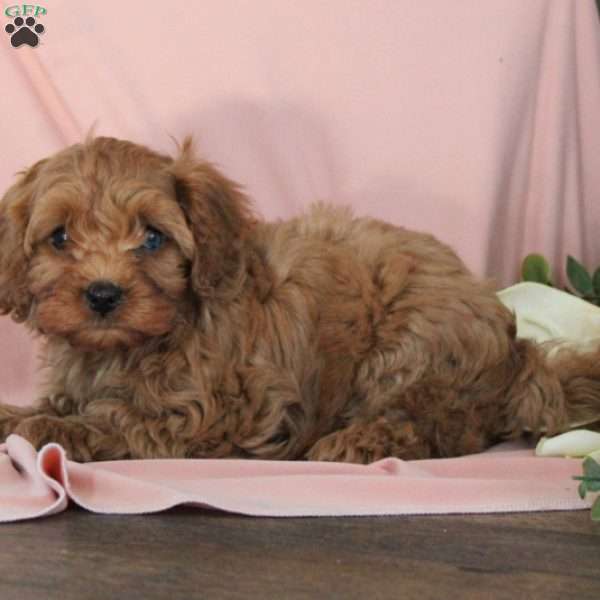 Niko, Cavapoo Puppy