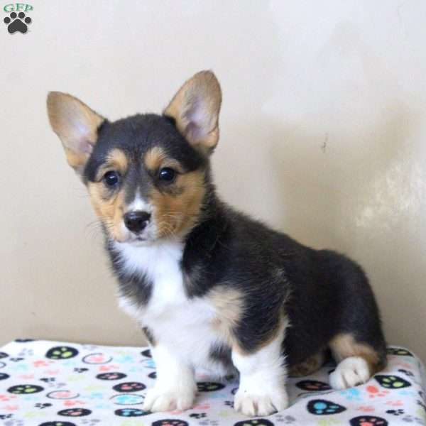 Nina, Pembroke Welsh Corgi Puppy