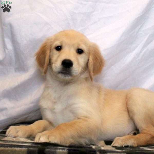 Nina, Golden Retriever Puppy