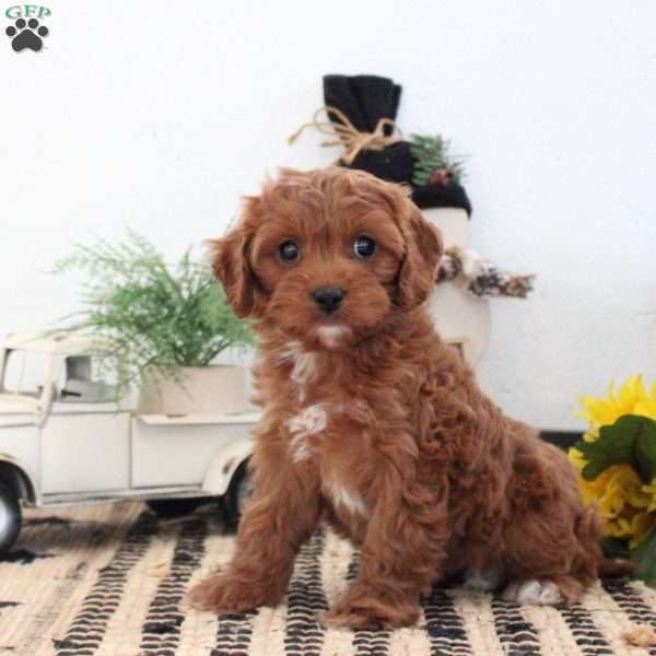 Nina, Cavapoo Puppy