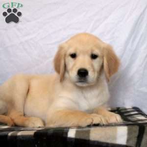 Nina, Golden Retriever Puppy