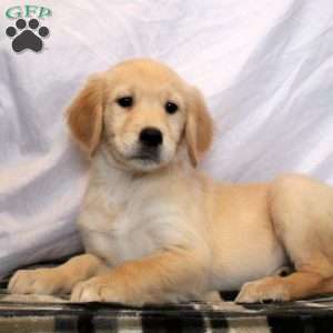 Nina, Golden Retriever Puppy