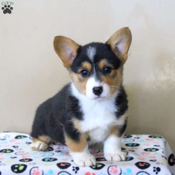 Noah, Pembroke Welsh Corgi Puppy