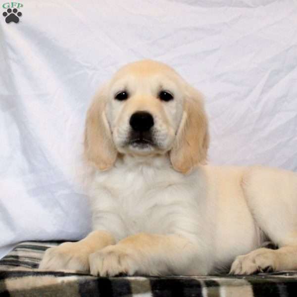 Noah, Golden Retriever Puppy