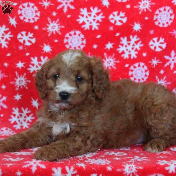 Noel, Goldendoodle Puppy