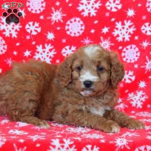 Noel, Goldendoodle Puppy