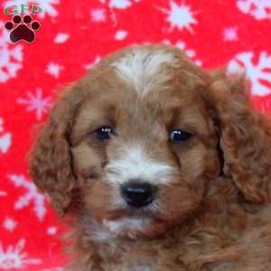 Noel, Goldendoodle Puppy