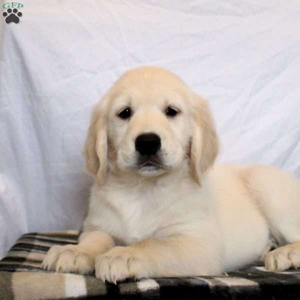 Nolan, Golden Retriever Puppy