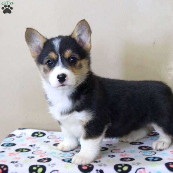 Nora, Pembroke Welsh Corgi Puppy