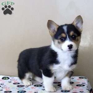 Nora, Pembroke Welsh Corgi Puppy