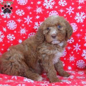 Nora, Goldendoodle Puppy