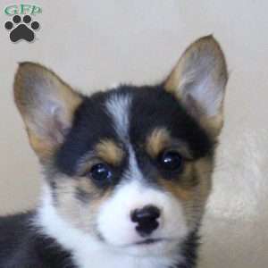 Nora, Pembroke Welsh Corgi Puppy