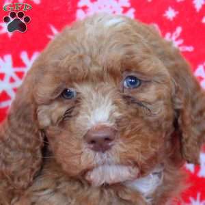 Nora, Goldendoodle Puppy