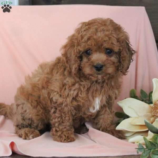 Nova, Cavapoo Puppy