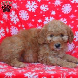 Nova, Goldendoodle Puppy