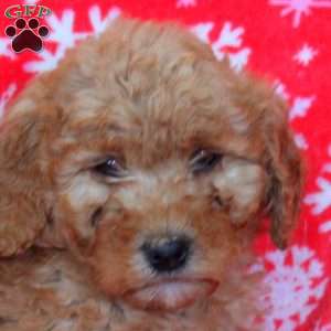 Nova, Goldendoodle Puppy