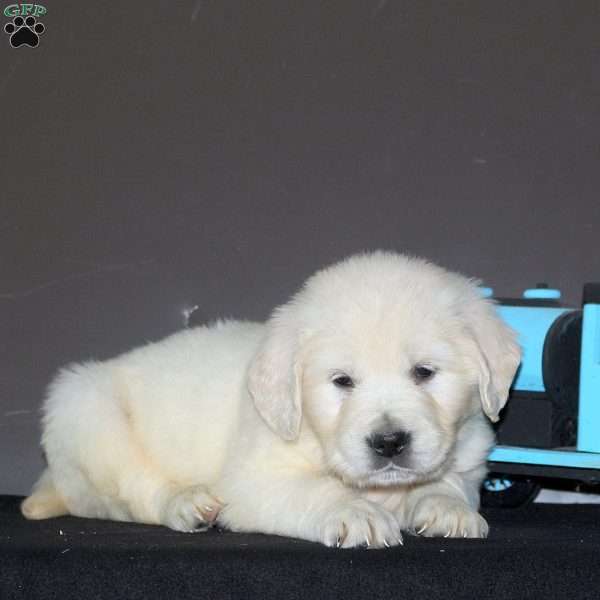 Nuki, English Cream Golden Retriever Puppy