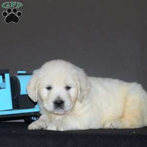 Nuki, English Cream Golden Retriever Puppy