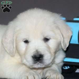 Nuki, English Cream Golden Retriever Puppy