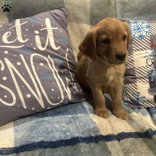 Nutmeg, Golden Retriever Puppy