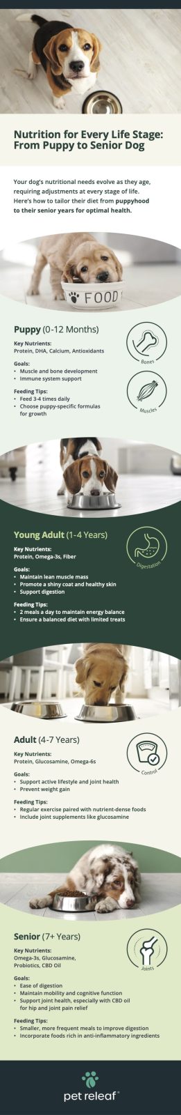 Nutrition For Every Life Stage of Your Dog