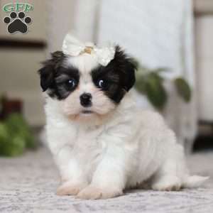 Oakley, Shih Tzu Puppy