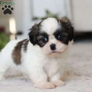 Oakley, Shih Tzu Puppy