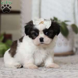 Oakley, Shih Tzu Puppy