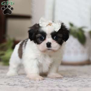 Oakley, Shih Tzu Puppy