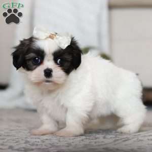 Oakley, Shih Tzu Puppy