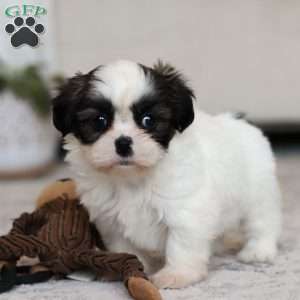 Oakley, Shih Tzu Puppy