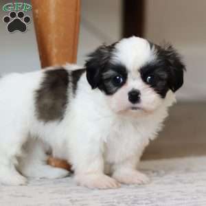 Oakley, Shih Tzu Puppy